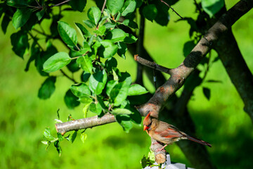 Female cardinal on branch 