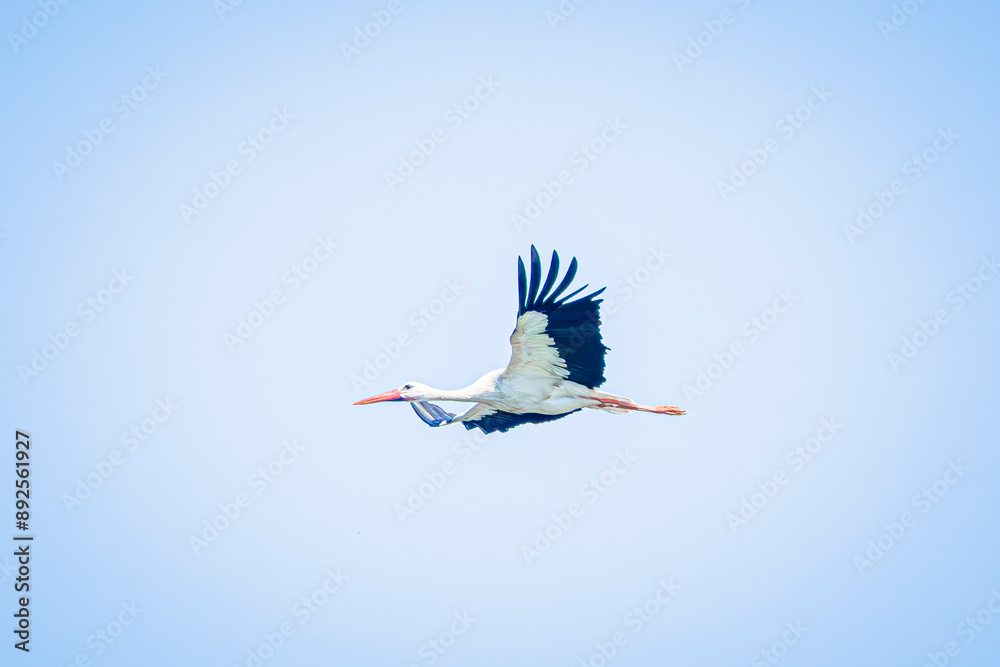 Wall mural white stork