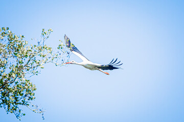 white stork