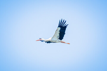 white stork