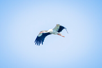 Obraz premium white stork