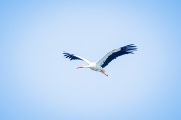 white stork