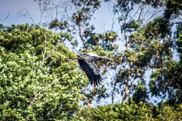 white stork