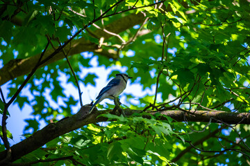 Bluejay bird on a branch