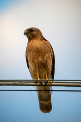 red tailed hawk