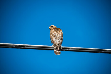 Falcon resting on electric line