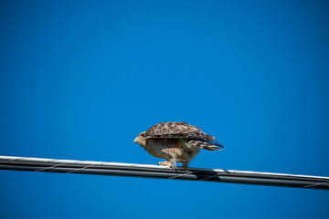 Falcon resting on an electric line, ready to take off