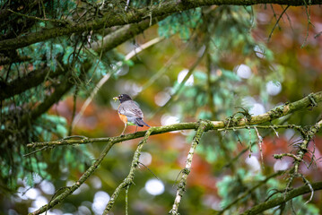Red robin on branch