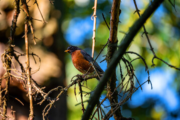 robin on a branch