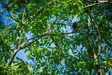 Baby blue jay on the branch