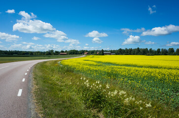 Obraz premium Yellow flowering rapeseed field by the road against blue sky with white clouds on a summer sunny day, Swedish countryside, Västmanland, Sweden