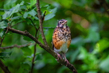 Baby robin on a branch