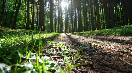 Obraz premium Serene Forest Path Tranquil Trail through Sunlit Woods