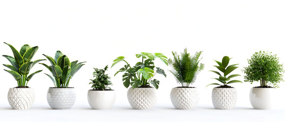 vase and interior plants pots on the white background, Collection of succulents plants in a pots against white wall