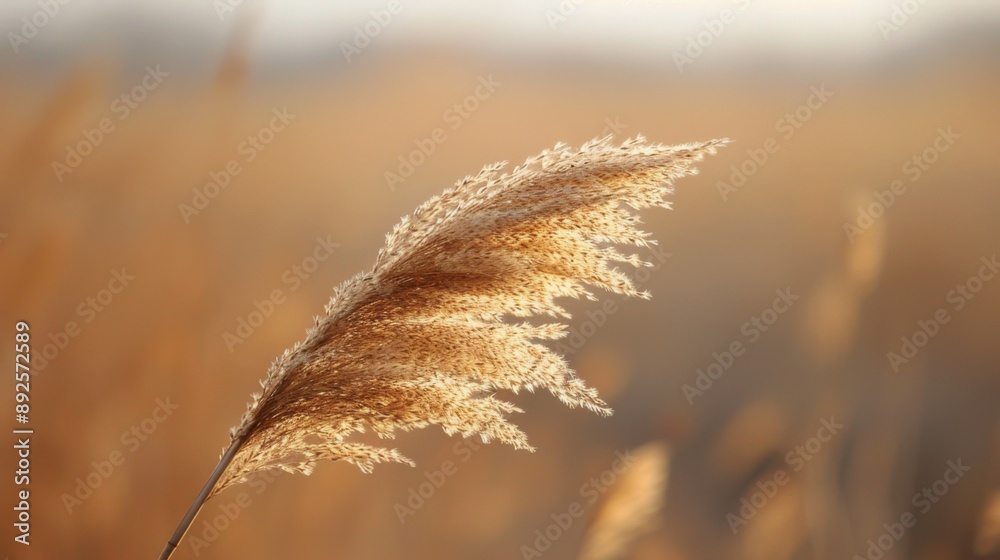 Poster soft golden grass in sunset light