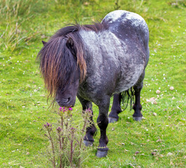 Cute and wild Shetland pony roaming the Shetland islands, Scotland