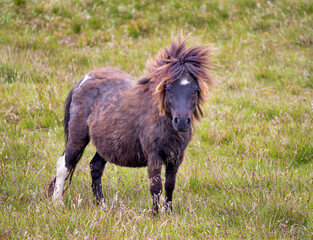 Cute and wild Shetland pony roaming the Shetland islands, Scotland