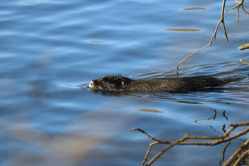 nutria swims in lake