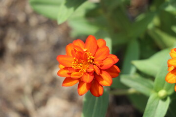 Orange flowers blooming in the park
