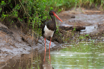 Cigogne noire,.Ciconia nigra, Black Stork