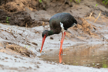 Cigogne noire,.Ciconia nigra, Black Stork