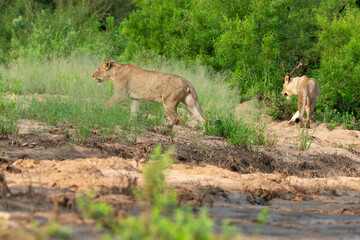 lion, femelle, lionne, Panthera leo, Parc national Kruger, Afrique du Sud