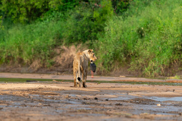 lion, femelle, lionne, Panthera leo, Parc national Kruger, Afrique du Sud