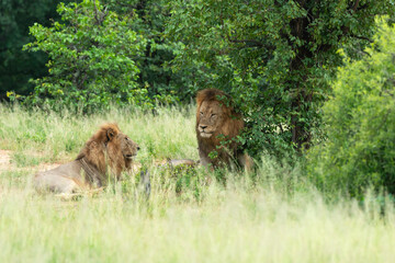 Naklejka premium lion, mâle, Panthera leo, Parc national Kruger, Afrique du Sud