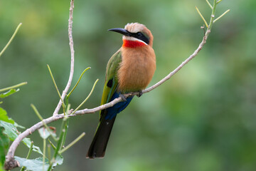 Guêpier à front blanc,.Merops bullockoides, White fronted Bee-eater