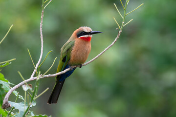 Guêpier à front blanc,.Merops bullockoides, White fronted Bee-eater