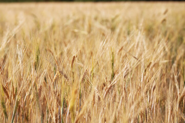 Close-up of ripe golden wheat with vintage effect