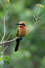 Guêpier à front blanc,.Merops bullockoides, White fronted Bee-eater