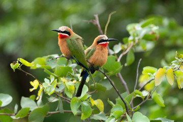 Guêpier à front blanc,.Merops bullockoides, White fronted Bee-eater