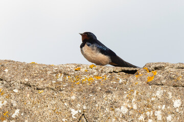 Hirondelle rustique, Hirondelle de cheminée, Hirundo rustica, Barn Swallow