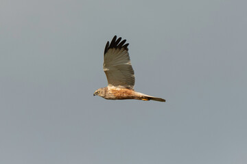Busard des roseaux,.Circus aeruginosus, Western Marsh Harrier