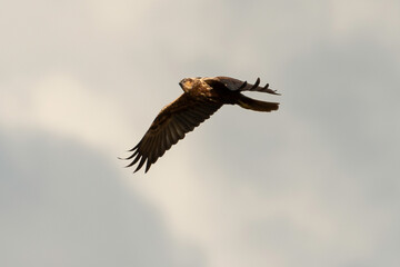 Busard des roseaux,.Circus aeruginosus, Western Marsh Harrier