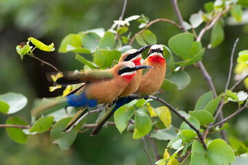 Guêpier à front blanc,.Merops bullockoides, White fronted Bee-eater