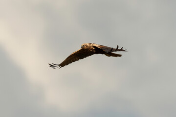 Busard des roseaux,.Circus aeruginosus, Western Marsh Harrier