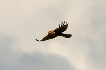 Busard des roseaux,.Circus aeruginosus, Western Marsh Harrier