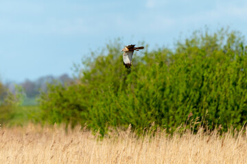 Busard des roseaux,.Circus aeruginosus, Western Marsh Harrier