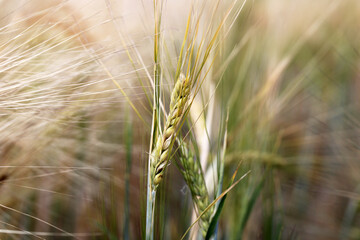 Close-up of ripe golden wheat with vintage effect