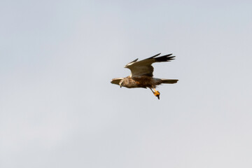 Busard des roseaux,.Circus aeruginosus, Western Marsh Harrier