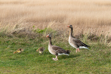 Oie cendrée, Anser anser, Greylag Goose, jeune, femelle,
