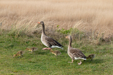Oie cendrée, Anser anser, Greylag Goose, jeune, femelle,