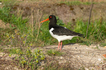 Huîtrier pie, .Haematopus ostralegus , Eurasian Oystercatcher