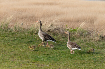 Oie cendrée, Anser anser, Greylag Goose, jeune, femelle,