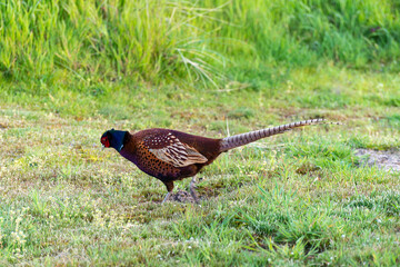 Faisan de Colchide,.Phasianus colchicus, Common Pheasant