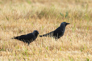 Choucas des tours,.Coloeus monedula , Western Jackdaw