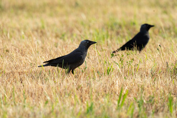Choucas des tours,.Coloeus monedula , Western Jackdaw