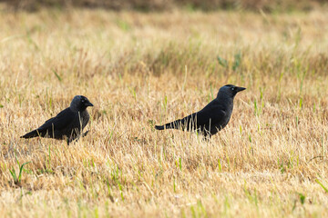 Choucas des tours,.Coloeus monedula , Western Jackdaw